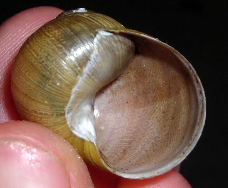 Chiocciola da Pisa